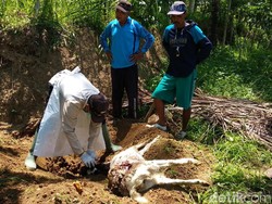 Teror Kambing Mati Misterius di Pacitan, Ini Imbauan untuk Warga