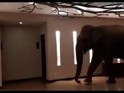 Ada Gajah Jalan-jalan di Lobi Hotel, Mau Ngapain?