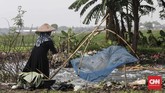 FOTO: Menjala Ikan di Kali Doser Warga memanfaatkan momentum meluapnya Kali Doser di Desa Wates, Kabupaten Bekasi, Provinsi Jawa Barat untuk menjala ikan betik.