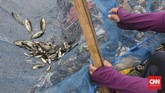 FOTO: Menjala Ikan di Kali Doser Warga memanfaatkan momentum meluapnya Kali Doser di Desa Wates, Kabupaten Bekasi, Provinsi Jawa Barat untuk menjala ikan betik.