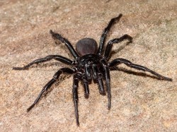 Australia Waspada Teror Laba-laba Beracun