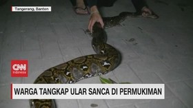VIDEO: Warga Tangkap Ular Sanca di Permukiman