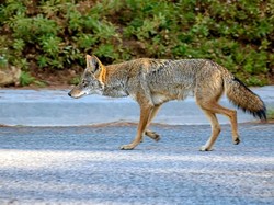 Pesawat Putar Balik Setelah Tabrak Anjing Koyote