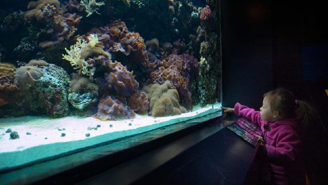 Ada beberapa cara membersihkan kaca aquarium yang bisa Anda coba di rumah. Apa saja?