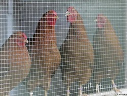 Setelah Menyebar di Eropa Timur, Kasus Flu Burung Ditemukan di Jerman