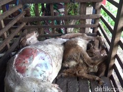 Teror Berlanjut, 5 Kambing di Pacitan Kembali Mati Misterius