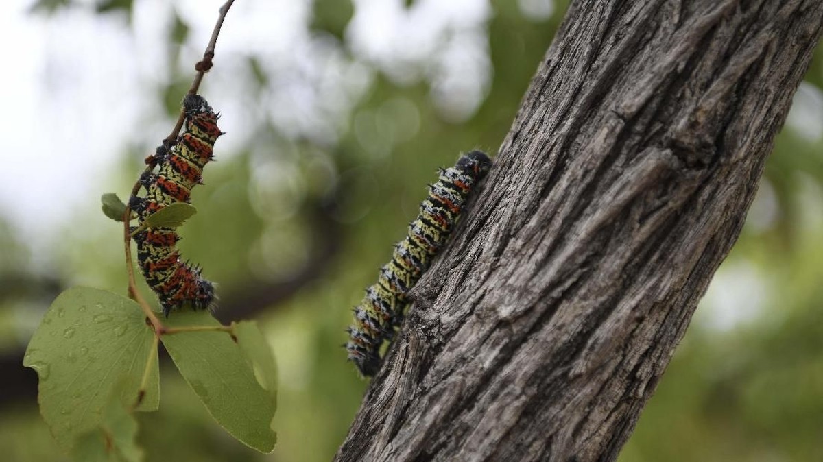 FOTO : Kegalauan Petani Ulat Mopane, Camilan Kering Botswana