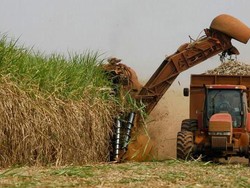 RI Masih Impor, Begini Cara BUMN Genjot Swasembada Gula