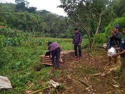 Kawanan Monyet Serbu Kampung di Kuningan, Suku Baduy Turun Tangan