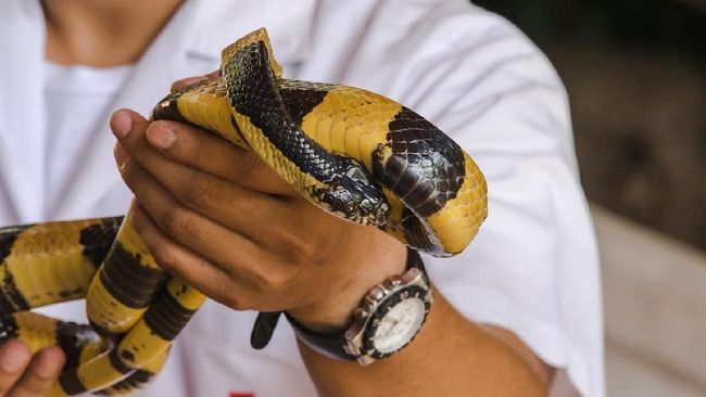 Mengenal Bahaya Ular Weling yang Tewaskan Bocah di Bandung