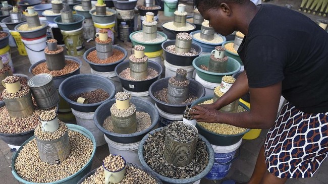 FOTO : Kegalauan Petani Ulat Mopane, Camilan Kering Botswana