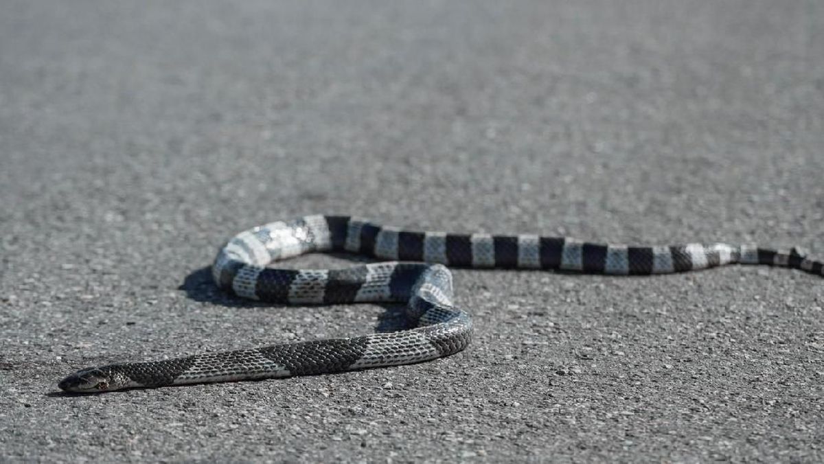 Aloqada biseksuallar