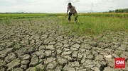 Pakar Ungkap Efek Seram El Nino pada Petani jika Nihil Antisipasi