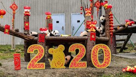 Peruntungan 12 Shio di Tahun Tikus Logam 2020