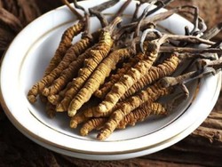 Fakta Jamur dari Himalaya: Ternyata Banyak Manfaatnya Loh!
