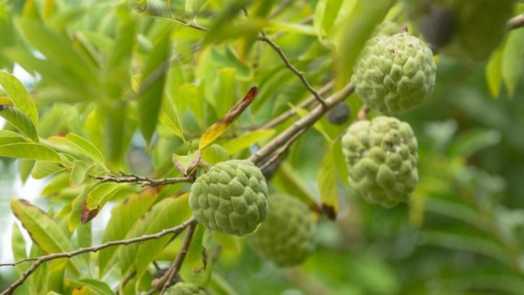 fakta buah srikaya fakta buah srikaya