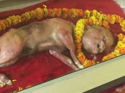 India Juga Pernah Heboh Sapi Mati Titisan Dewa