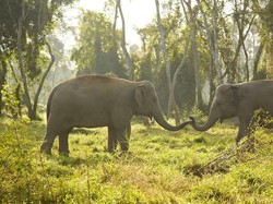 Celebrity on Vacation: Naik Gajah Keliling Bukit Lembah Hijau