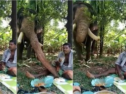 Gemas! Gajah Imut Ini Asyik Makan Bareng Pawangnya hingga Comot Nasi