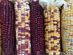 Si Cantik Jagung Pelangi Cianjur Aman Dikonsumsi dan Kaya Nutrisi
