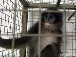 Jabar Sepekan: Ipah Ditemani Gadis Baju Merah dan Surili Siluman Ditangkap