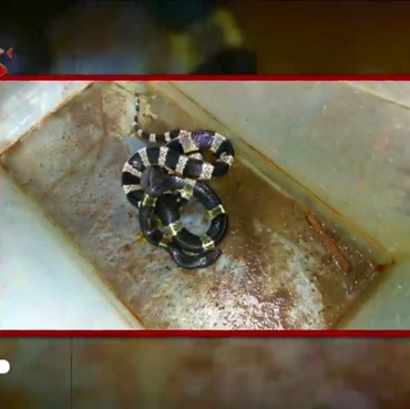 Cerita di Balik Tewasnya Bocah 11 Tahun yang Digigit Ular Weling