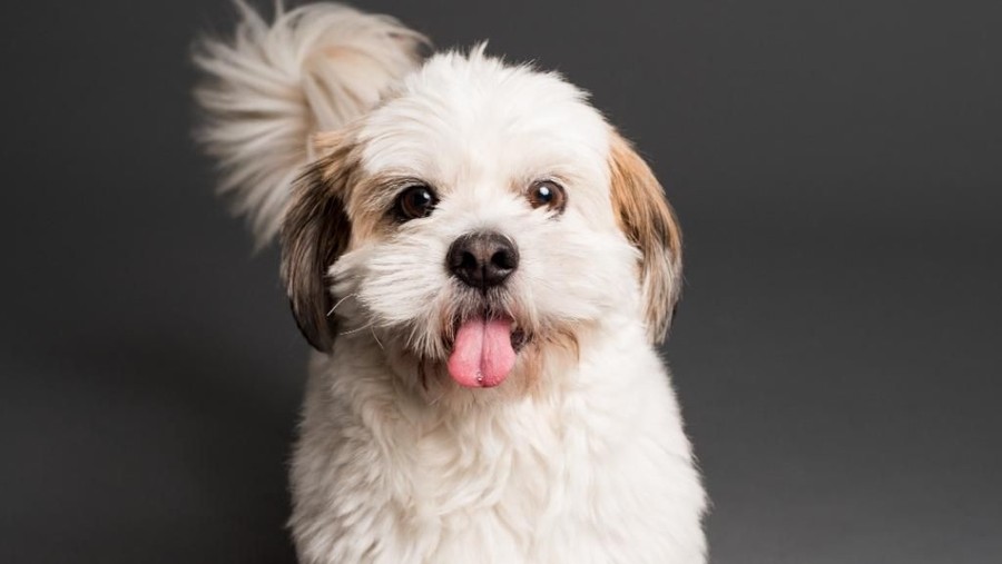 Shio Anjing Deretan 6 shio yang beruntung di tahun tikus logam 2020.