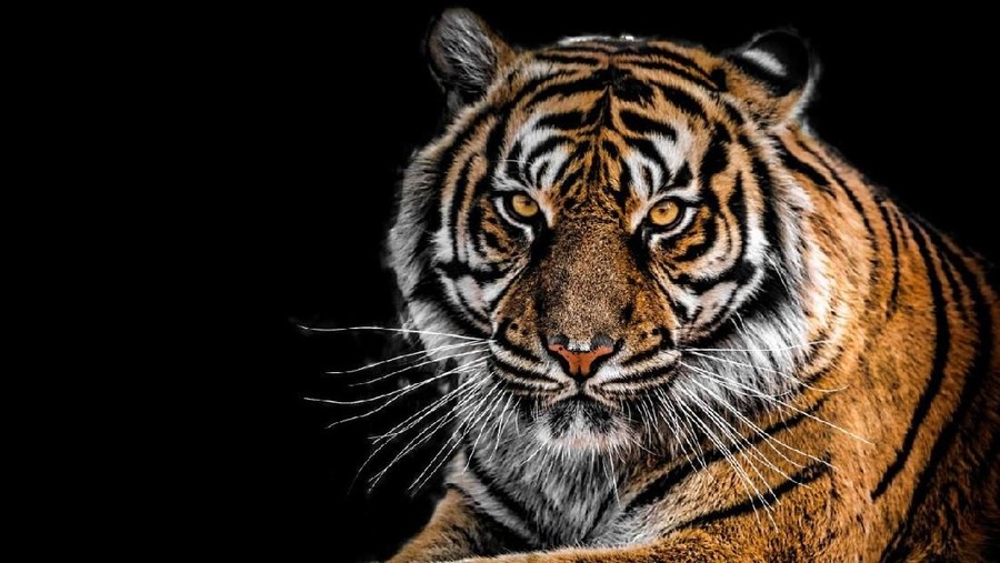 Deretan 6 shio yang beruntung di tahun tikus logam 2020.