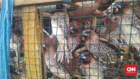 Ritual Lepas Burung Saat Imlek, Simbol Melepas Cela Hidup