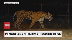 VIDEO: Mencari Penanganan Harimau Masuk Desa