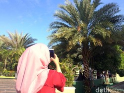 Pohon Kurma di Masjid Agung Ciamis Berbuah, Diminati Warga untuk Obat