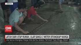 VIDEO: Ular Sanca Sepanjang 2 Meter Ditangkap Warga