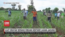 VIDEO: Ulat Grayak Serang Ribuan Hektare Lahan Jagung