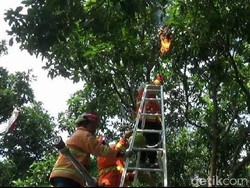 Tawon Endas Sengat Pengunjung Kantor Pajak Probolinggo, Sarangnya Dibakar
