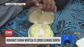 VIDEO: Menikmati Durian Mentega di Lereng Gunung Semeru