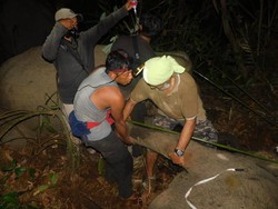 Gajah Liar Kembali Terjerat di Riau
