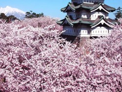 Ingin Melihat Indahnya Sakura? Coba Berkunjung ke Tohoku Mulai April