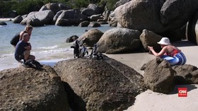 VIDEO: Interaksi Wisatawan Ancam Populasi Penguin Afrika
