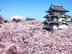 Ingin Melihat Indahnya Sakura? Coba Berkunjung ke Tohoku Mulai April