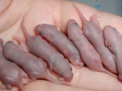 Tradisi Nguntal Cindil, Makan Bayi Tikus yang Jadi Ritual Paku Buwono XII