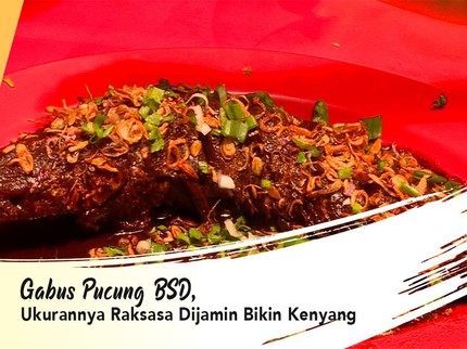 Gabus Pucung BSD, Ukurannya Raksasa Dijamin Bikin Kenyang