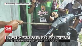 VIDEO: 10 Ekor Ular Masuk Permukiman Warga