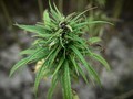 BNN Lampung Sita 206 Kg Ganja, Empat Pelaku Ditembak