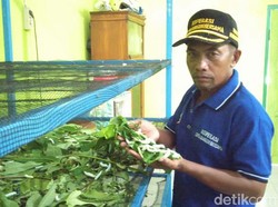 Bermodal Otodidak, Warga Lamongan Ini Sukses Budidaya Ulat Sutra