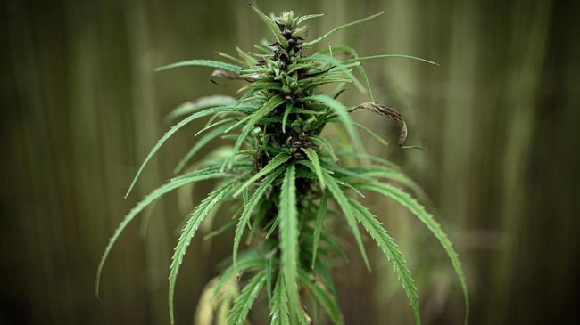 Anak dengan gangguan otak mengalami pemulihan saat berobat ganja medis di Australia. Sang Ibu kini kebingungan mendapat pertolongan medis serupa di Indonesia.