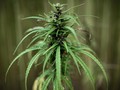 Aktivis Kritik Proses Hukum Kasus Ganja Medis di Indonesia