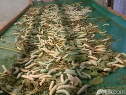 30 Jenis Bahan Serat Alam beserta Contohnya