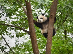 Panda China Jadi Superstar di Kebun Binatang Moskow di Tengah Pandemi