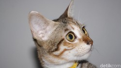 Pulau di Jepang Diinvasi Kucing!