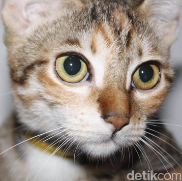 Cara Menguburkan Kucing yang Benar dalam Islam Menurut Buya Yahya